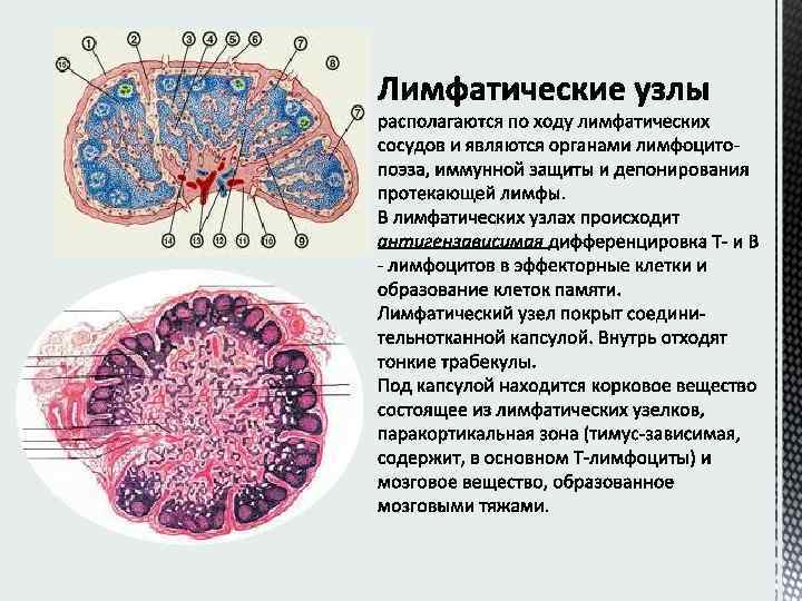 Лимфоузел гистология рисунок