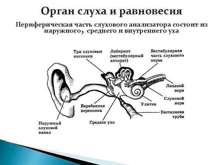 Какого строение слухового анализатора