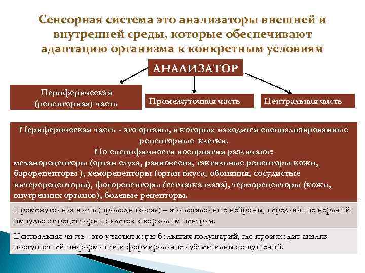 Сенсорная система это анализаторы внешней и внутренней среды, которые обеспечивают адаптацию организма к конкретным