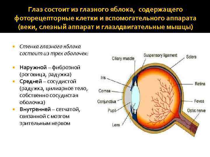 Сосудистая оболочка развивается из наружной стенки глазного бокала