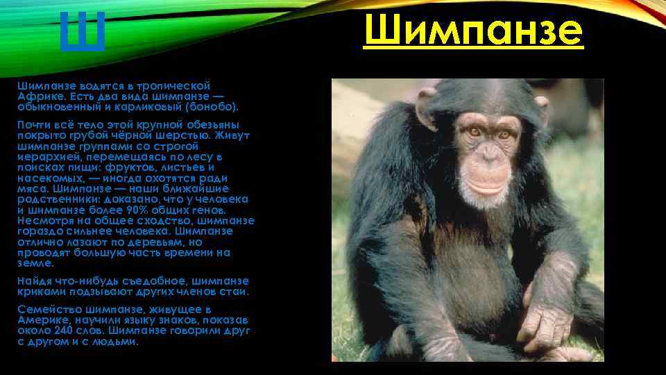 Форма слова к слову шимпанзе
