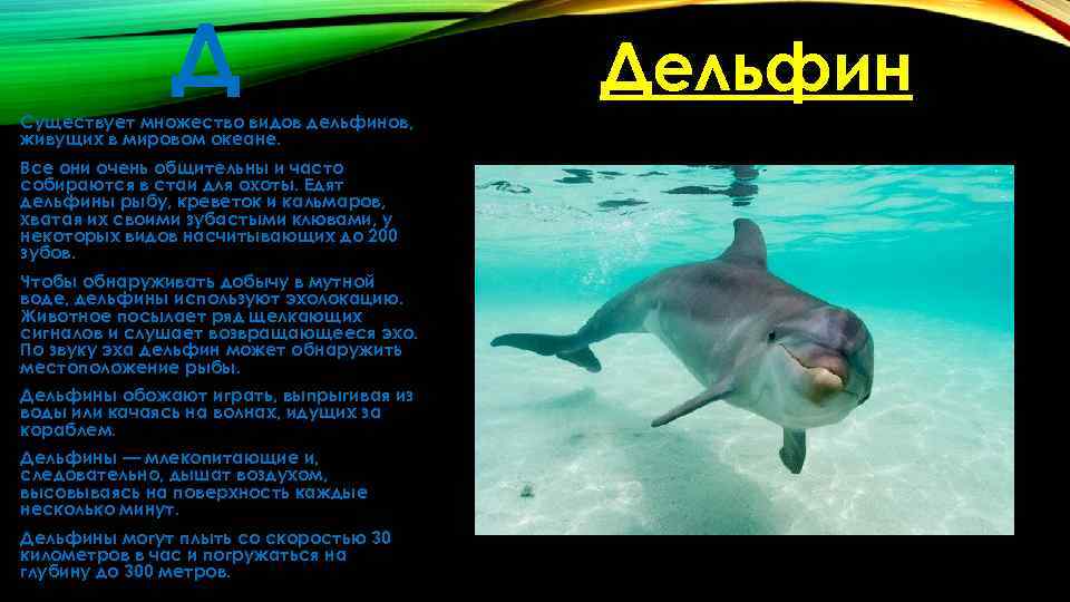 Д Существует множество видов дельфинов, живущих в мировом океане. Все они очень общительны и