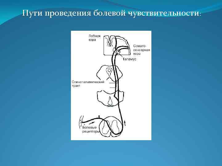 Пути проведения болевой чувствительности: 