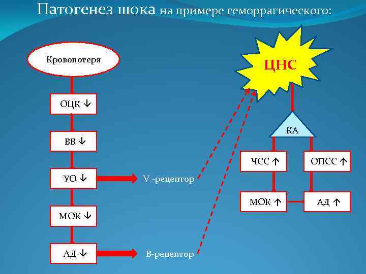 Патогенез шока на примере геморрагического: Кровопотеря ЦНС ОЦК â КА ВВ â ЧСС á