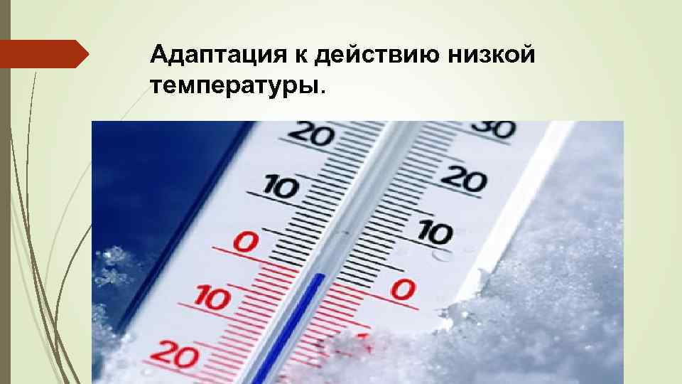 Адаптация к действию низкой температуры. 