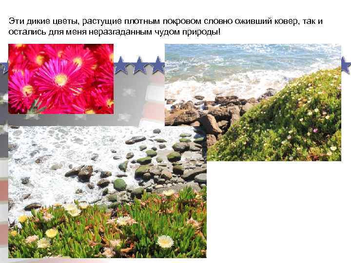 Эти дикие цветы, растущие плотным покровом словно оживший ковер, так и остались для меня