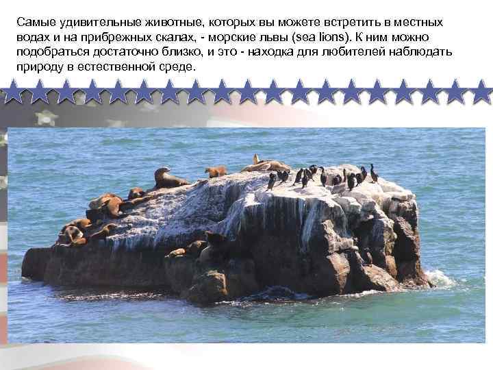 Самые удивительные животные, которых вы можете встретить в местных водах и на прибрежных скалах,