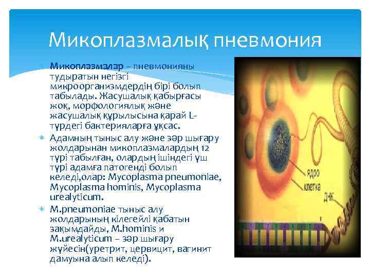 Микоплазмалық пневмония Микоплазмалар – пневмонияны тудыратын негізгі микроорганизмдердің бірі болып табылады. Жасушалық қабырғасы жоқ,