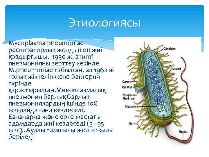 Этиологиясы Mycoplasma pneumoniae респираторлық жолдың ең жиі қоздырғышы. 1930 ж. атипті пневмонияны зерттеу кезінде