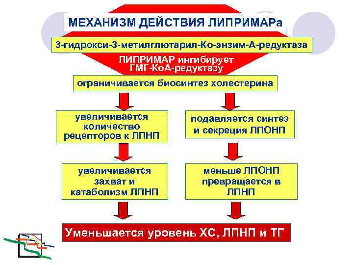 МЕХАНИЗМ ДЕЙСТВИЯ ЛИПРИМАРа 3 -гидрокси-3 -метилглютарил-Ко-энзим-А-редуктаза ЛИПРИМАР ингибирует ГМГ-Ко. А-редуктазу ограничивается биосинтез холестерина увеличивается