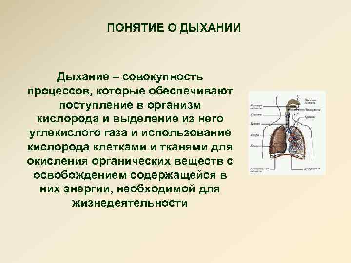 Дыхание определение роль этапы общий план строения системы внешнего дыхания