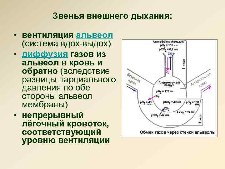Звенья внешнего дыхания: • вентиляция альвеол (система вдох-выдох) • диффузия газов из альвеол в