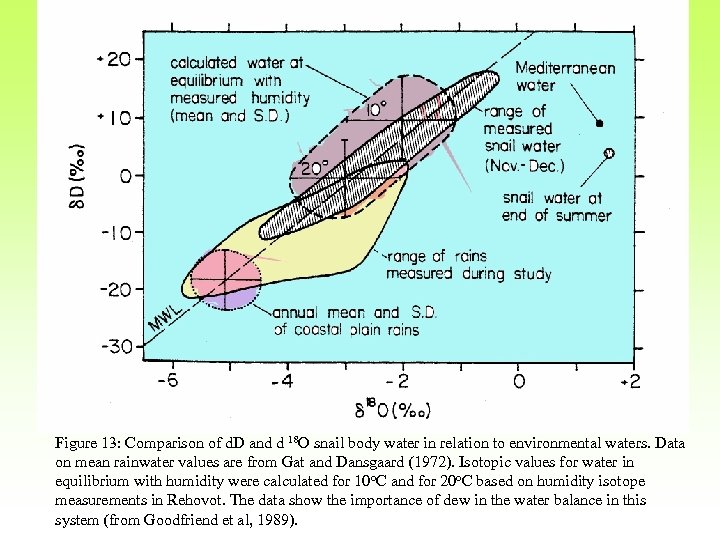 Figure 13: Comparison of d. D and d 18 O snail body water in