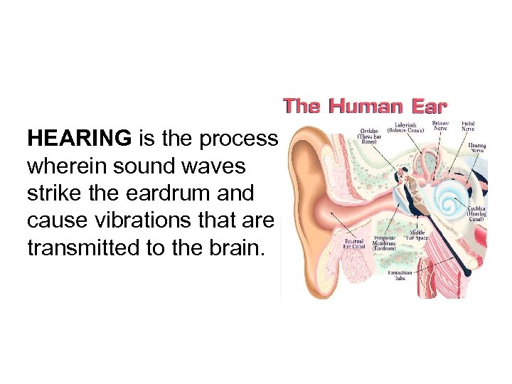 HEARING is the process wherein sound waves strike the eardrum and cause vibrations that