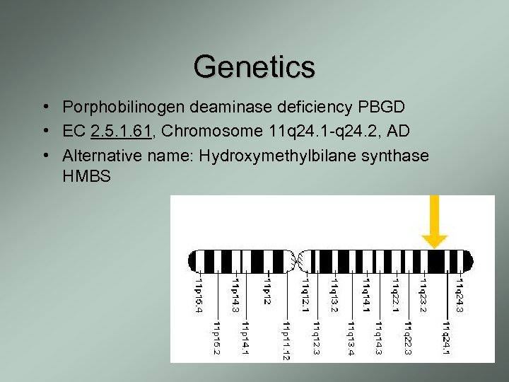 Genetics • Porphobilinogen deaminase deficiency PBGD • EC 2. 5. 1. 61, Chromosome 11