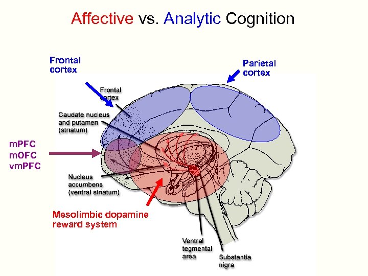 Affective vs. Analytic Cognition Frontal cortex m. PFC m. OFC vm. PFC Mesolimbic dopamine