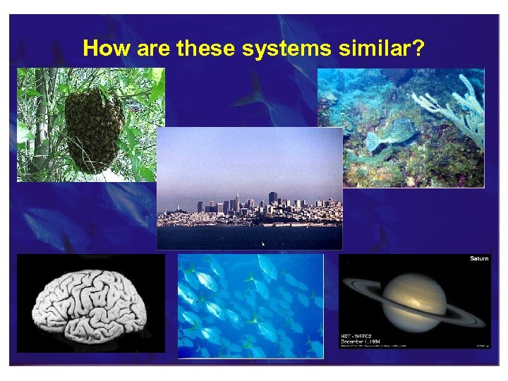 How are these systems similar? 