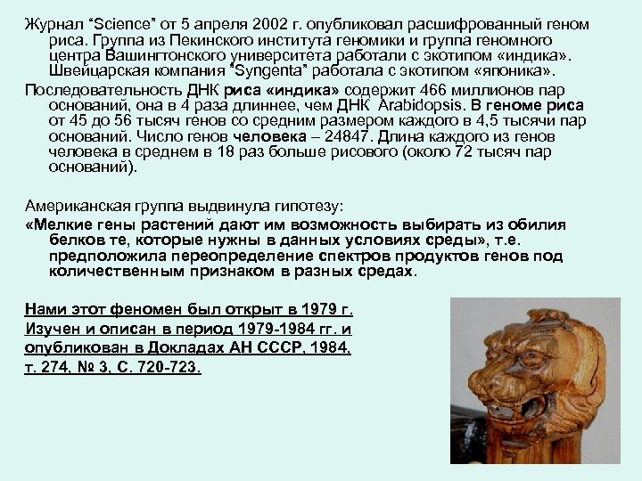 Журнал “Science” от 5 апреля 2002 г. опубликовал расшифрованный геном риса. Группа из Пекинского