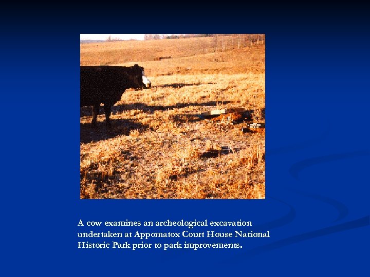 A cow examines an archeological excavation undertaken at Appomatox Court House National Historic Park