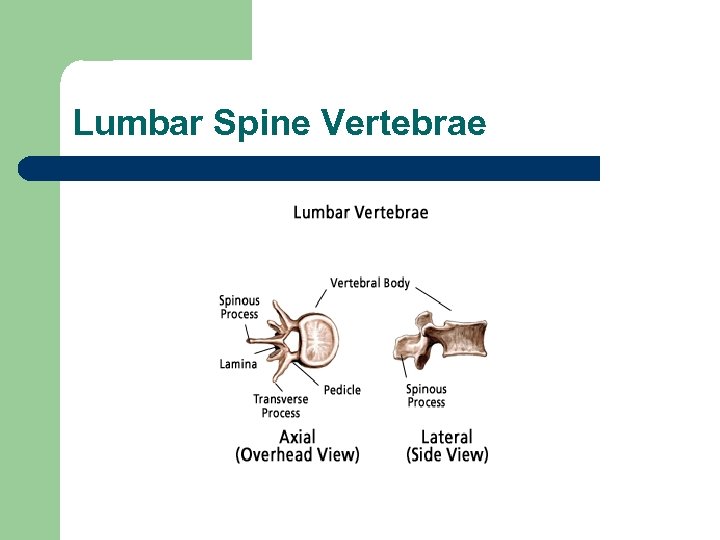 Lumbar Spine Vertebrae 