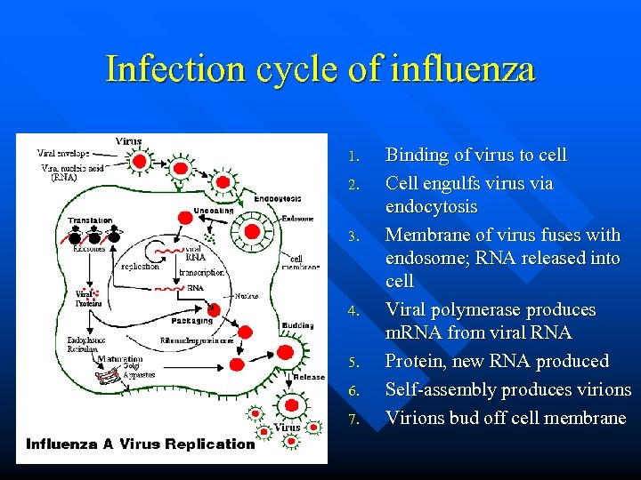 Infection cycle of influenza 1. 2. 3. 4. 5. 6. 7. Binding of virus