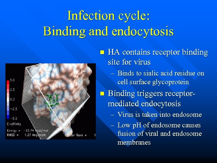 Infection cycle: Binding and endocytosis n HA contains receptor binding site for virus –
