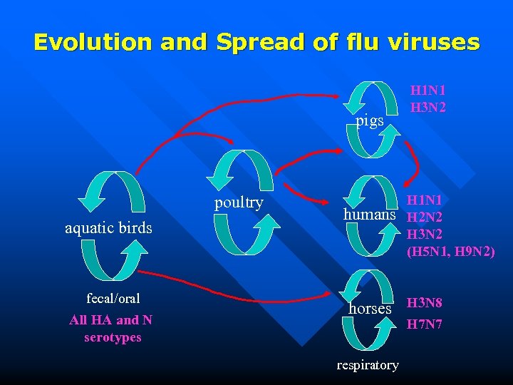 Evolution and Spread of flu viruses pigs poultry aquatic birds fecal/oral All HA and