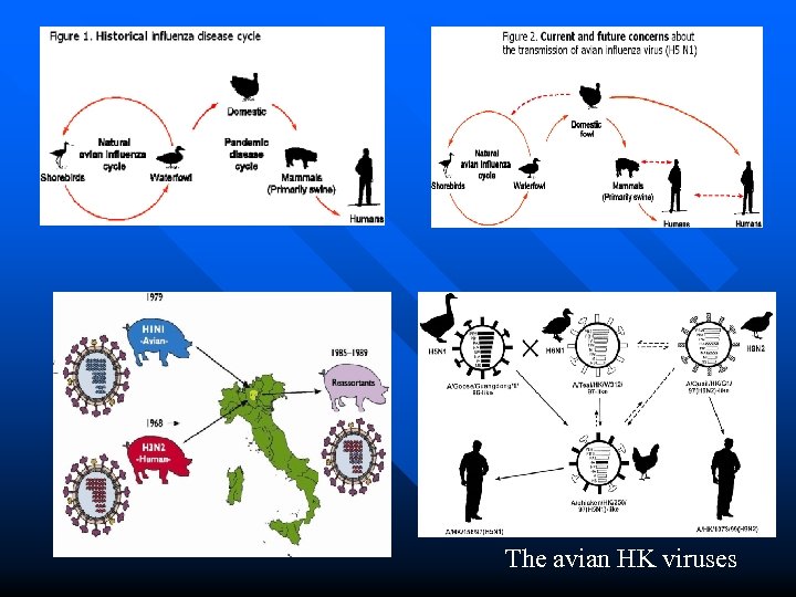 The avian HK viruses 