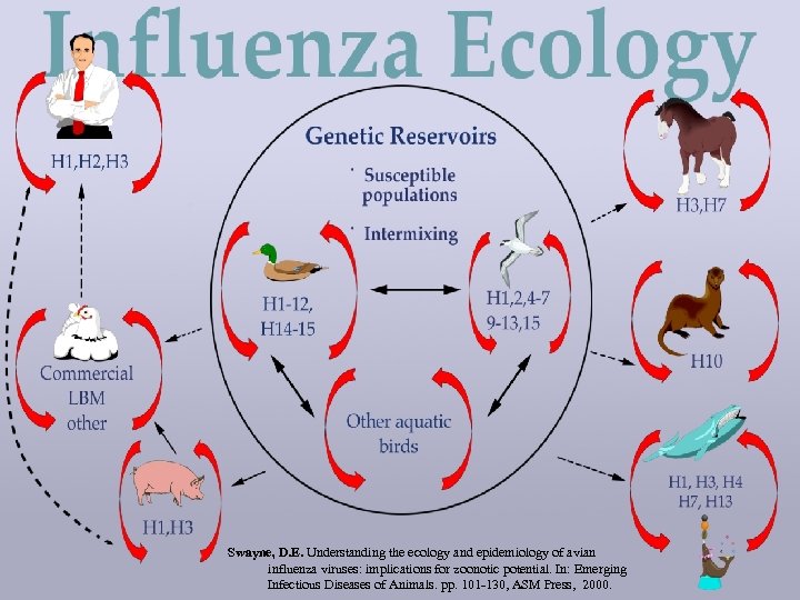 Swayne, D. E. Understanding the ecology and epidemiology of avian influenza viruses: implications for