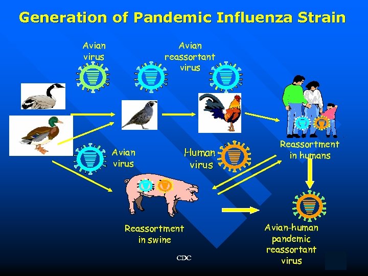 Generation of Pandemic Influenza Strain Avian virus Avian reassortant virus Avian virus Human virus