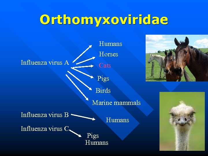 Orthomyxoviridae Humans Horses Influenza virus A Cats Pigs Birds Marine mammals Influenza virus B