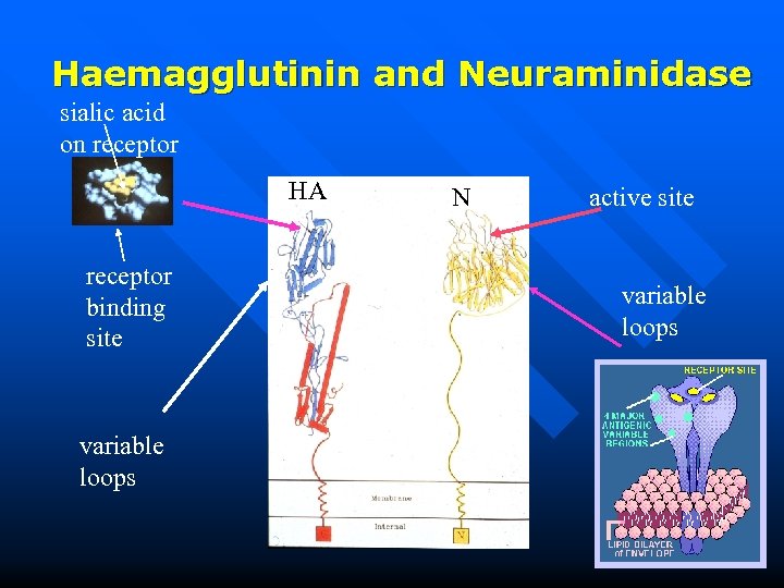 Haemagglutinin and Neuraminidase sialic acid on receptor HA receptor binding site variable loops N