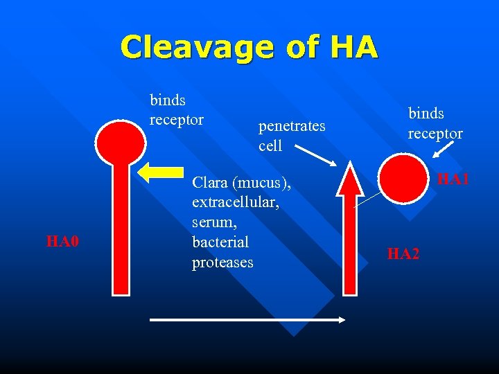 Cleavage of HA binds receptor HA 0 penetrates cell Clara (mucus), extracellular, serum, bacterial