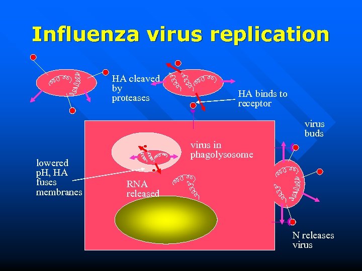 Influenza virus replication HA cleaved by proteases HA binds to receptor virus buds lowered