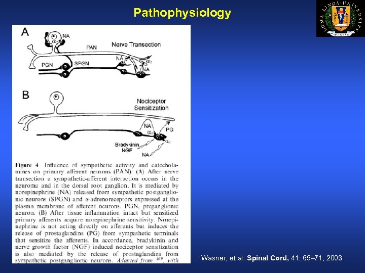 Pathophysiology Wasner, et al: Spinal Cord, 41: 65– 71, 2003 