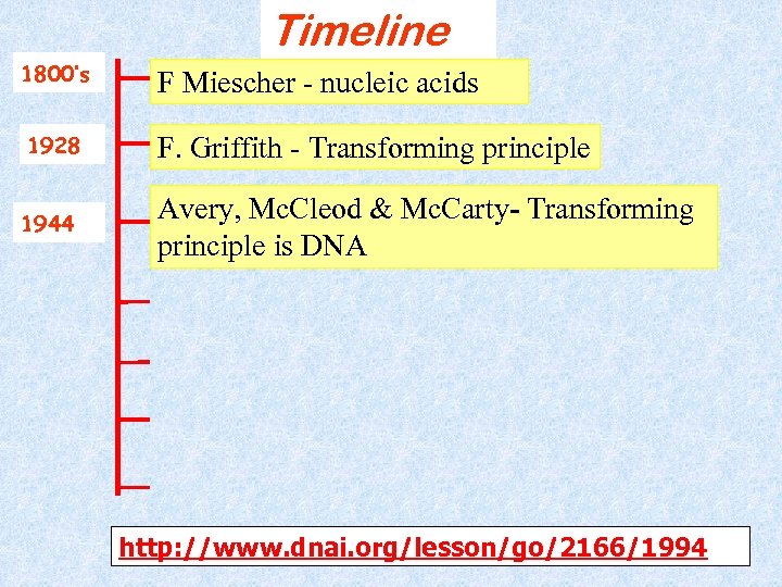 Timeline 1800’s F Miescher - nucleic acids 1928 F. Griffith - Transforming principle 1944