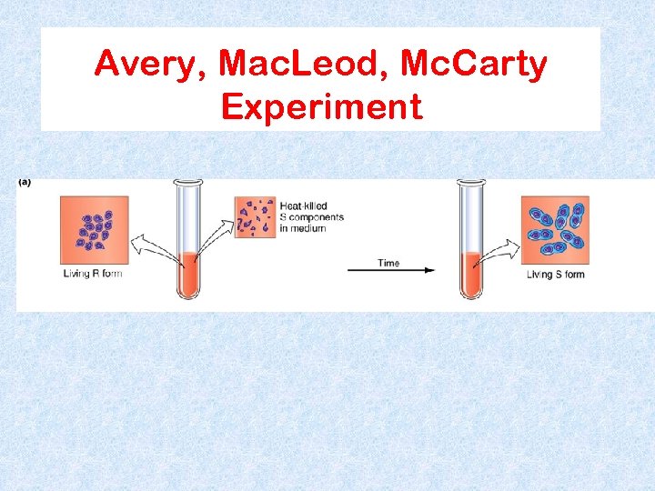 Avery, Mac. Leod, Mc. Carty Experiment 