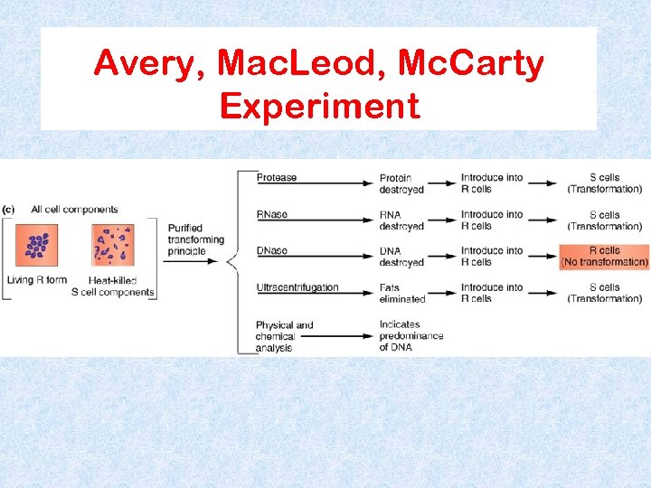 Avery, Mac. Leod, Mc. Carty Experiment 