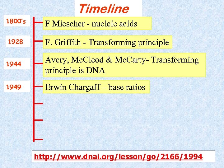 Timeline 1800’s F Miescher - nucleic acids 1928 F. Griffith - Transforming principle 1944