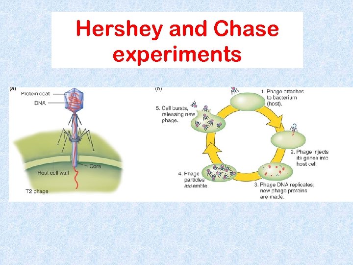 Hershey and Chase experiments 