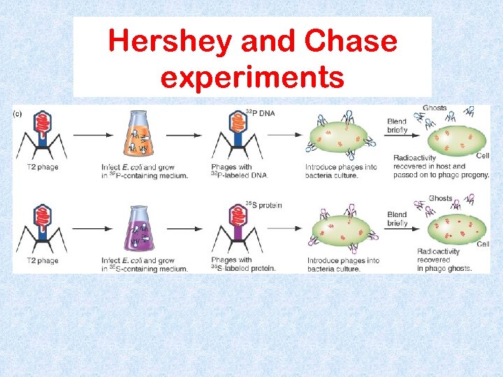 Hershey and Chase experiments 