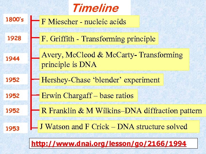 Timeline 1800’s F Miescher - nucleic acids 1928 F. Griffith - Transforming principle 1944