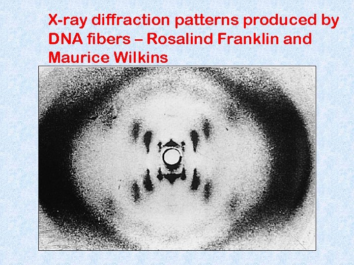 X-ray diffraction patterns produced by DNA fibers – Rosalind Franklin and Maurice Wilkins 