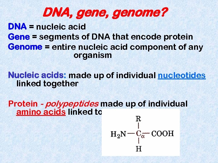 DNA, gene, genome? DNA = nucleic acid Gene = segments of DNA that encode