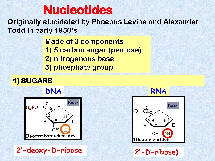 Nucleotides Originally elucidated by Phoebus Levine and Alexander Todd in early 1950’s Made of