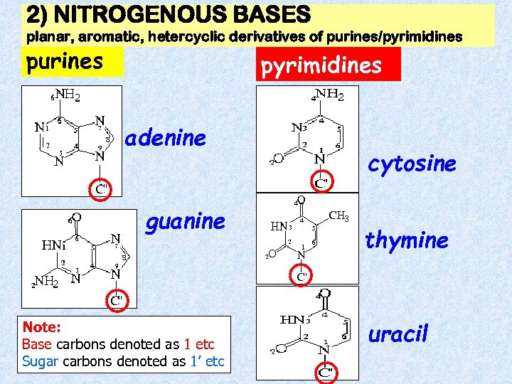 2) NITROGENOUS BASES planar, aromatic, hetercyclic derivatives of purines/pyrimidines purines pyrimidines adenine guanine Note: