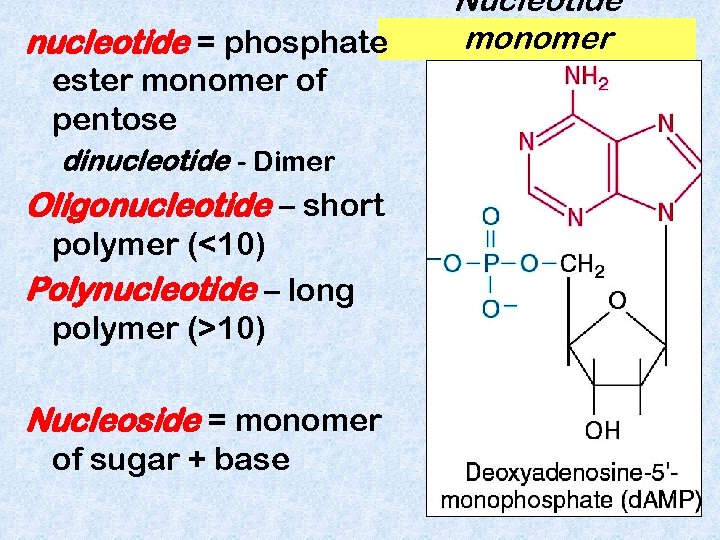 nucleotide = phosphate ester monomer of pentose dinucleotide - Dimer Oligonucleotide – short polymer