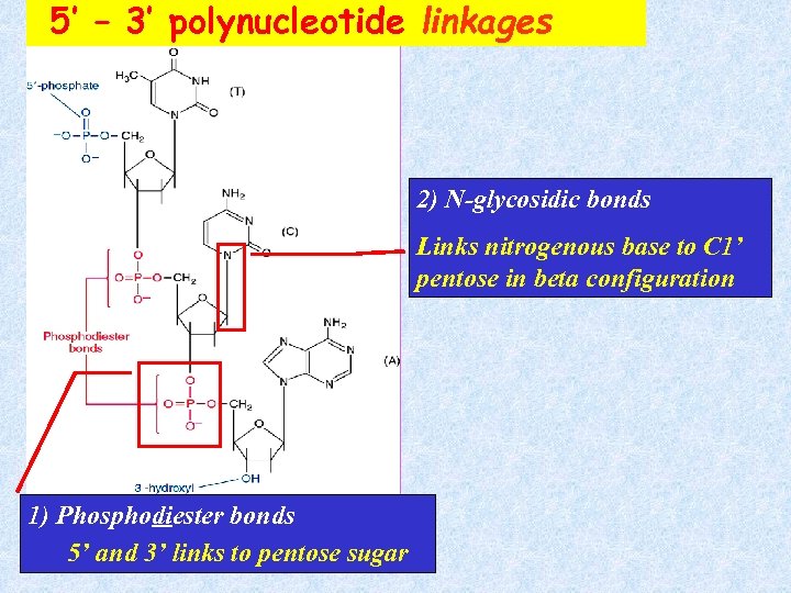 5’ – 3’ polynucleotide linkages 2) N-glycosidic bonds Links nitrogenous base to C 1’