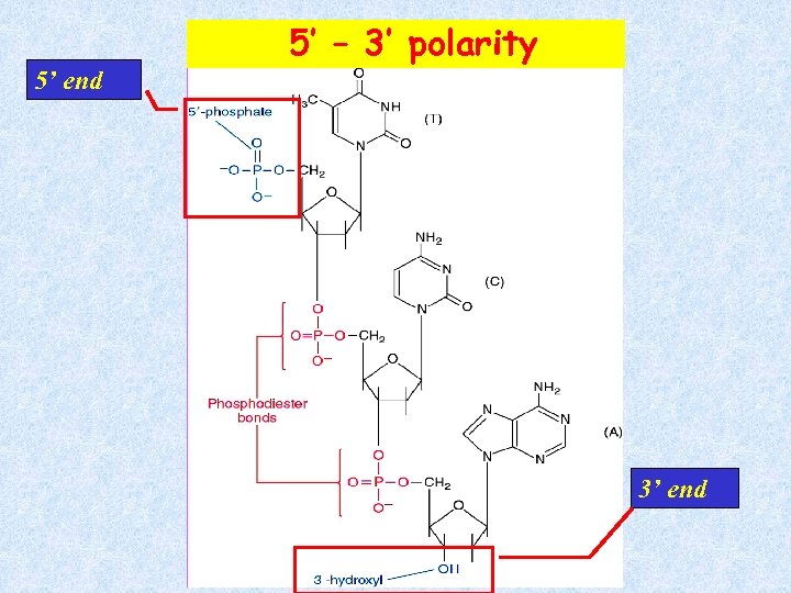 5’ end 5’ – 3’ polarity 3’ end 