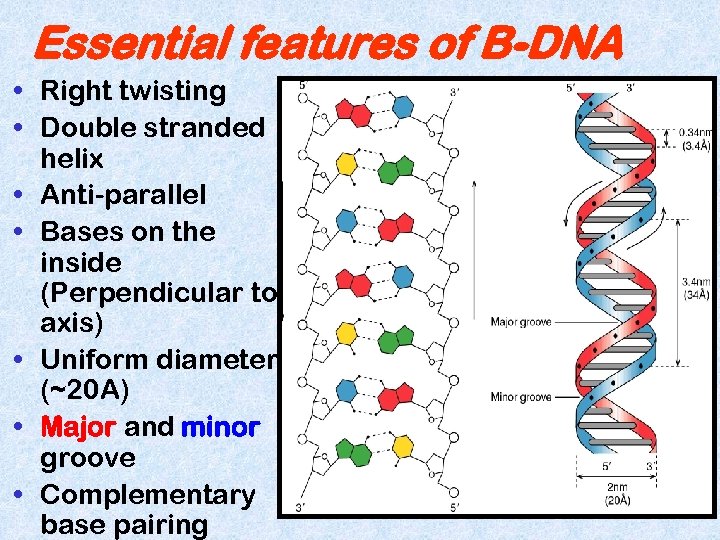 Essential features of B-DNA • Right twisting • Double stranded helix • Anti-parallel •